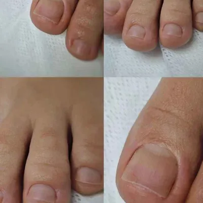 نیلوفر احسانگر